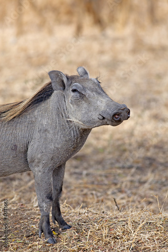 Wild warthog © Kjersti