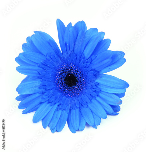 blue gerbera flower isolated on white background