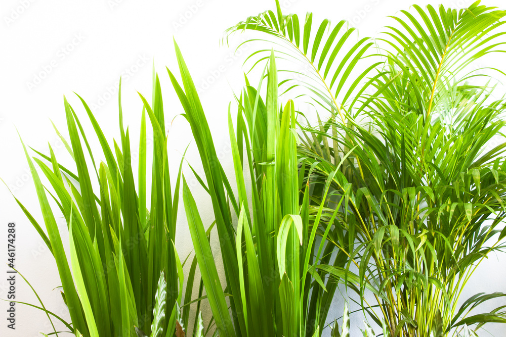 Fototapeta premium green leaf plant