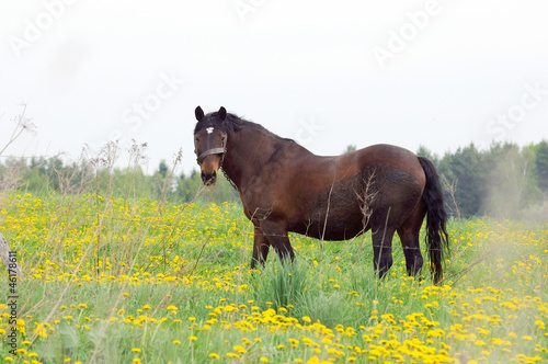 Brown Horse Grazing in Dandelion Field