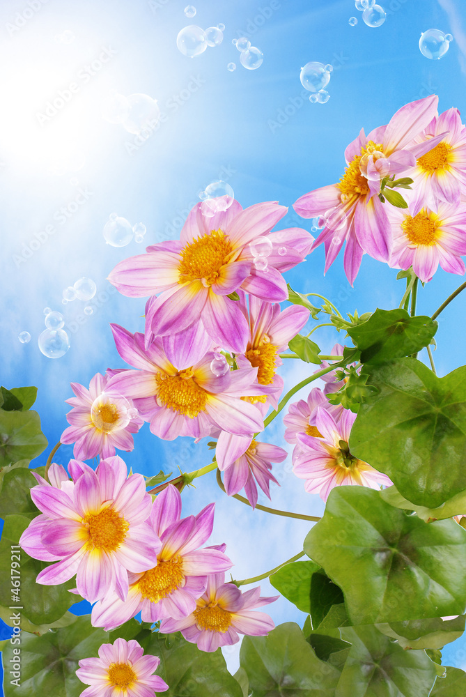Summer sunny nature.Exotic flowers Summer sunny nature.Exotic flowers