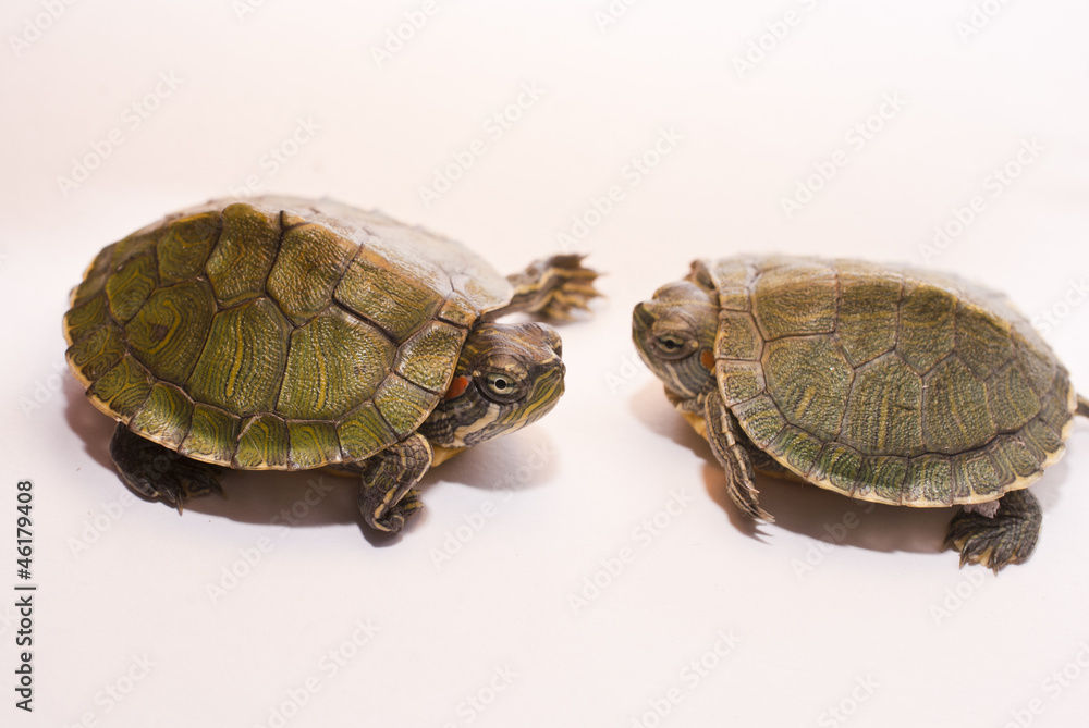 Little turtle Little turtle