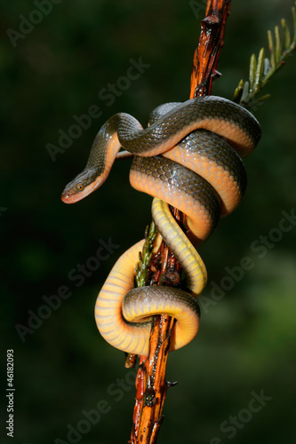 Fotomurale Aurora house snake (Lamprophis aurora)