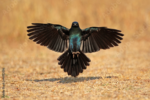 Burchell's starling landing
