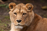 Barbary lioness 6657