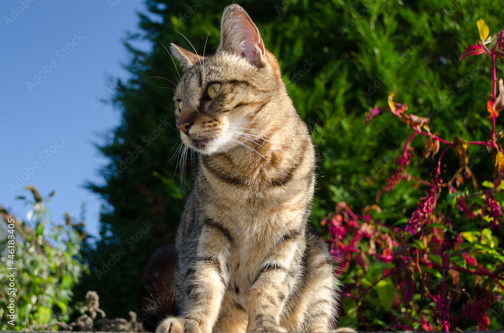 Obraz premium Chat à l'affût