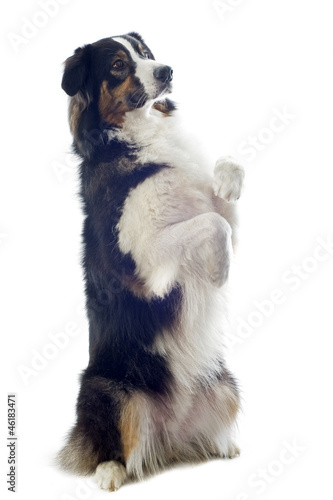 Schilderij op canvas australian shepherd