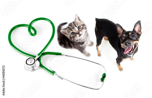 Veterinary for cats, dogs and other pets concept