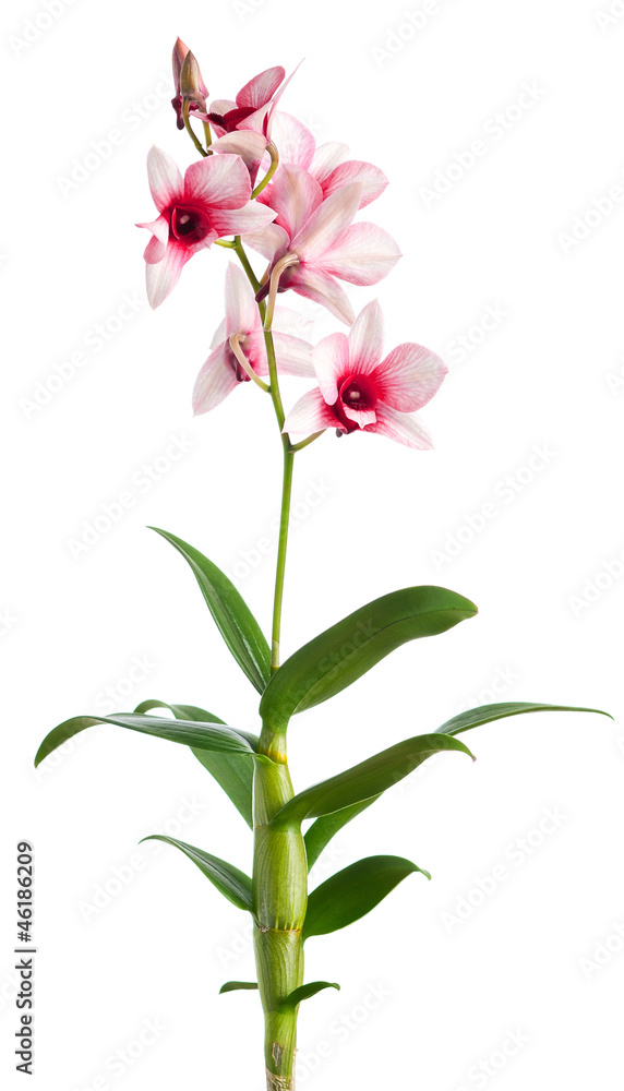 Fototapeta premium pink orchid