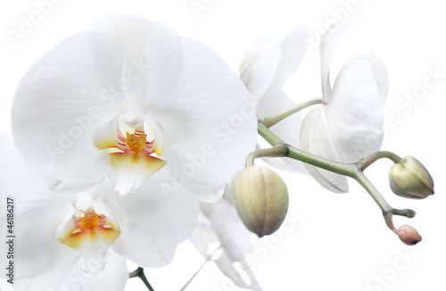 Fototapeta Naklejka Na Ścianę i Meble -  orchid  on a white background