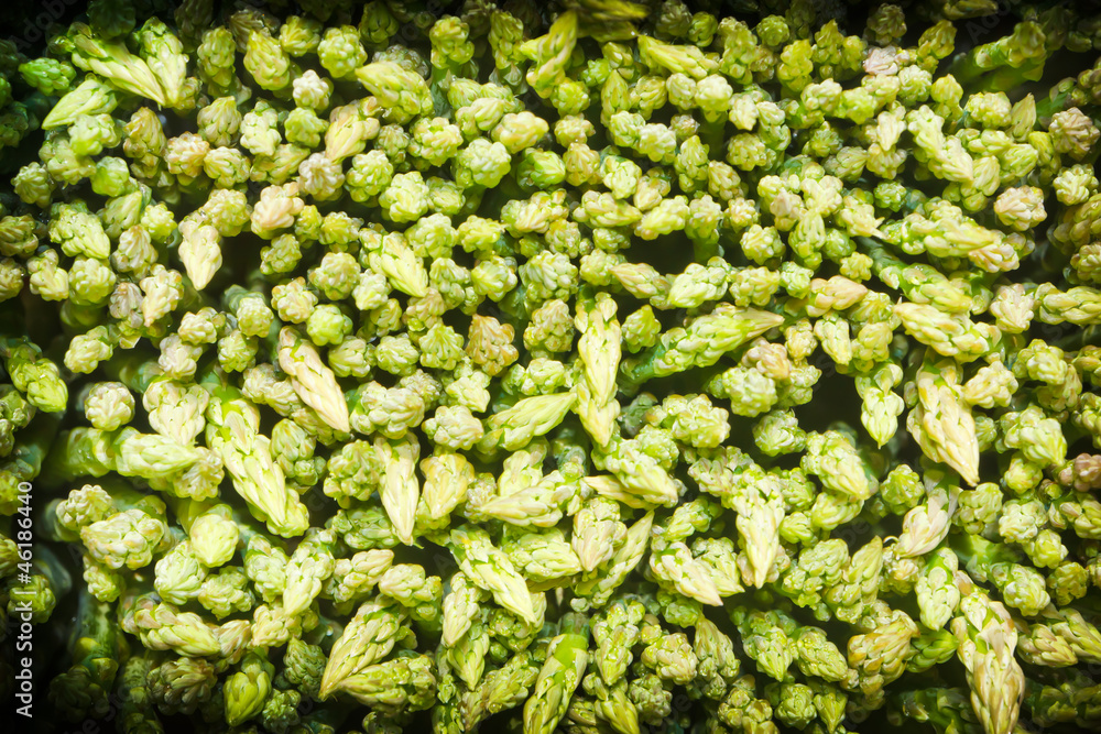 Asparagus Asparagus