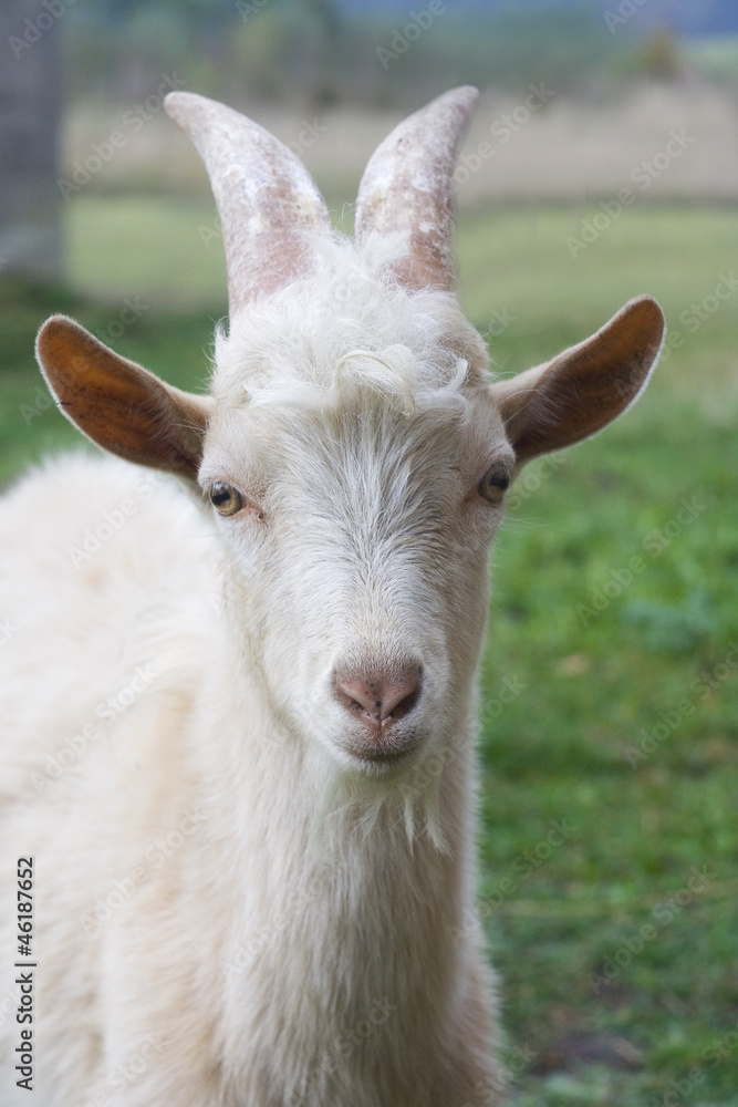 Closeup portrait of a goat, outside in a courtyard Closeup portrait of a goat, outside in a courtyard
