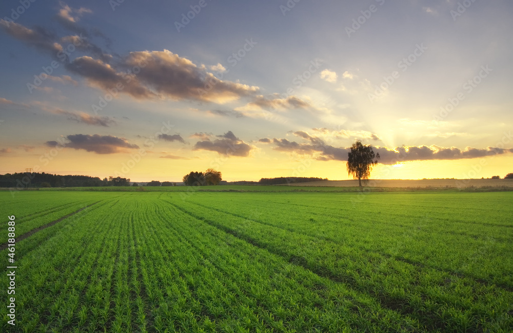 Obraz premium lonely tree at beautiful sunset