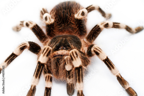 beautiful spider