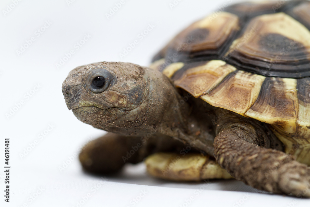 Obraz premium Young turtle on a white background