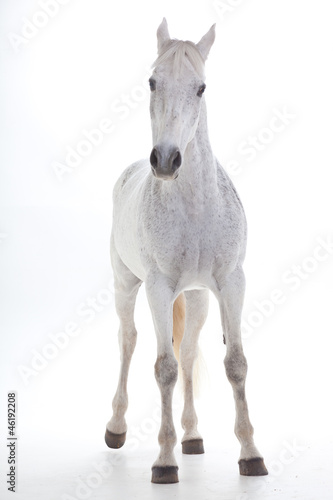 Fototapeta Naklejka Na Ścianę i Meble -  Horse portrait in photo studio