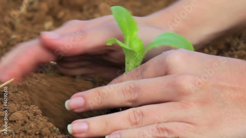 Plant a bud photo