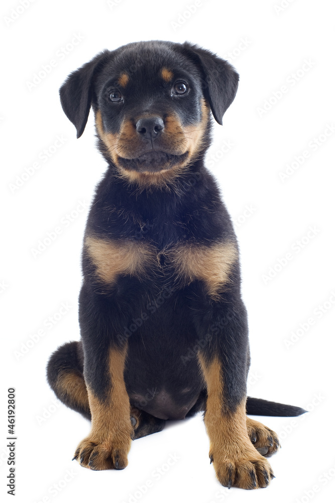 puppy rottweiler