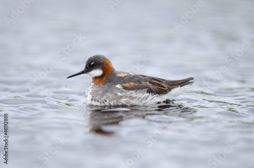 Odinshühnchen, Red necked phalarope, Phalaropus lobatus © Wolfgang Kruck