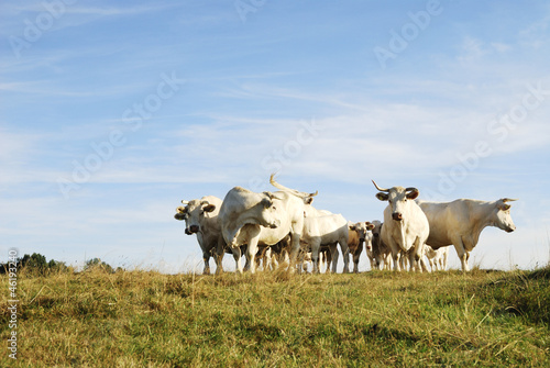 Cattle Herd