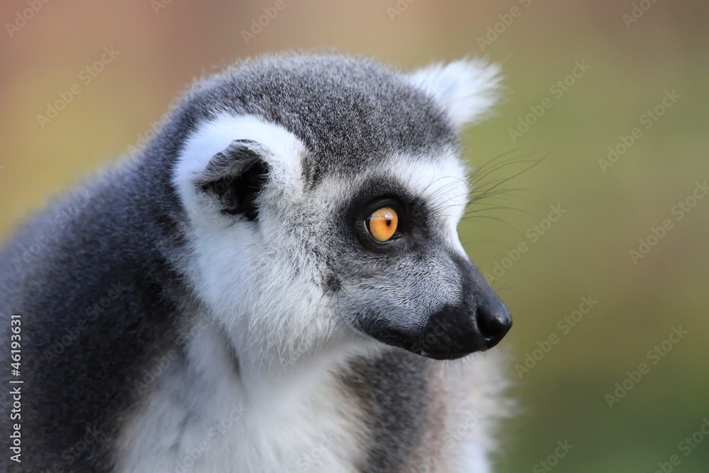 Fototapeta premium Maki catta