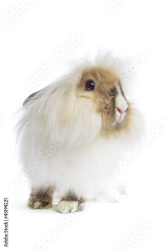 Fototapeta Naklejka Na Ścianę i Meble -  angora lion head rabbit on white