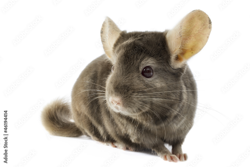 Obraz premium chinchilla on white