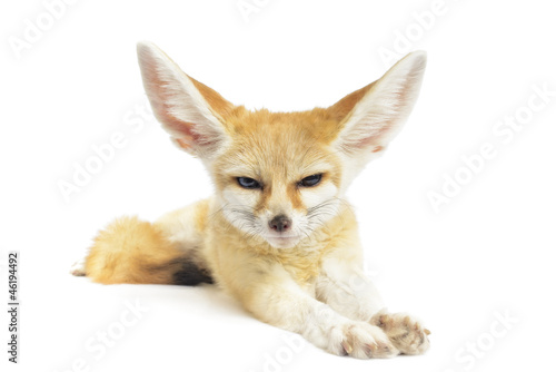 fennec fox on white