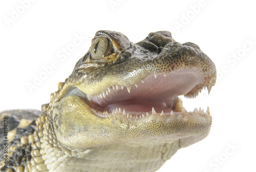 Young American Alligator