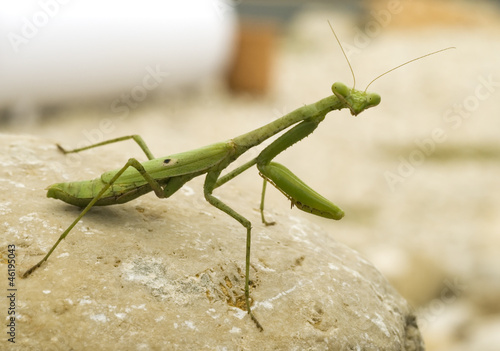 Praying Mantis © Photosbyjam