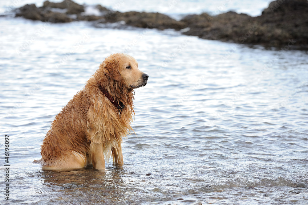 Labrador Retriever Labrador Retriever