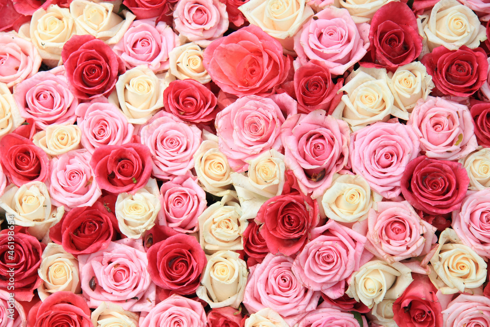 White and pink roses in arrangement White and pink roses in arrangement