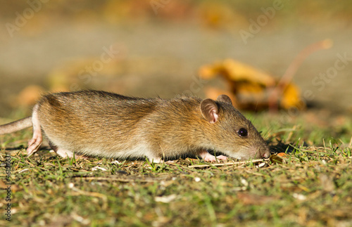 Brown rat