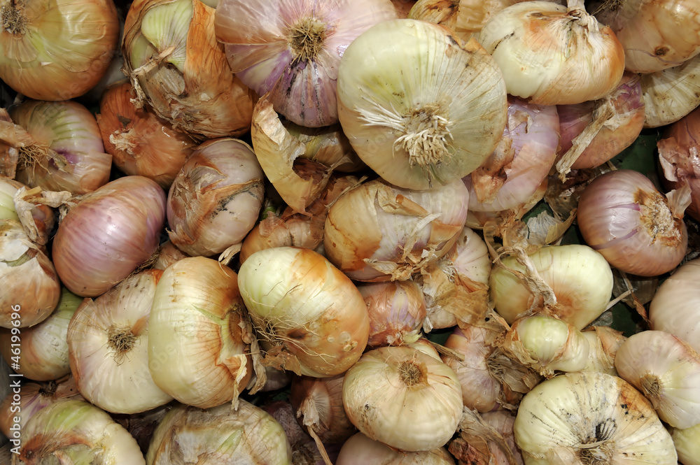 onions background