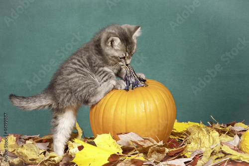 Fototapeta Naklejka Na Ścianę i Meble -  Kitten climbs on pumpkin.