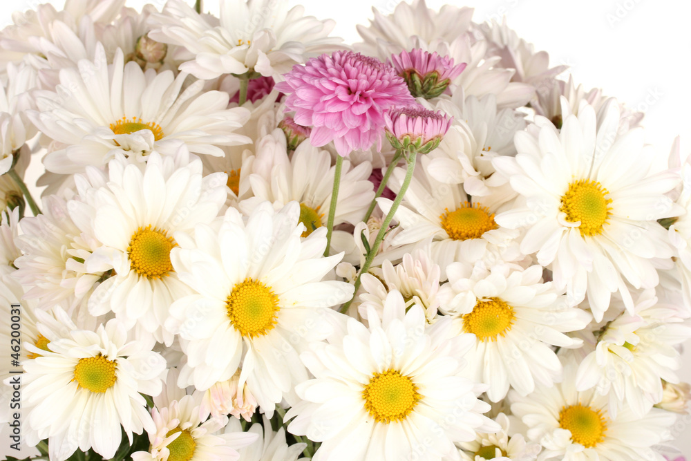 bouquet of daisies isolated on white