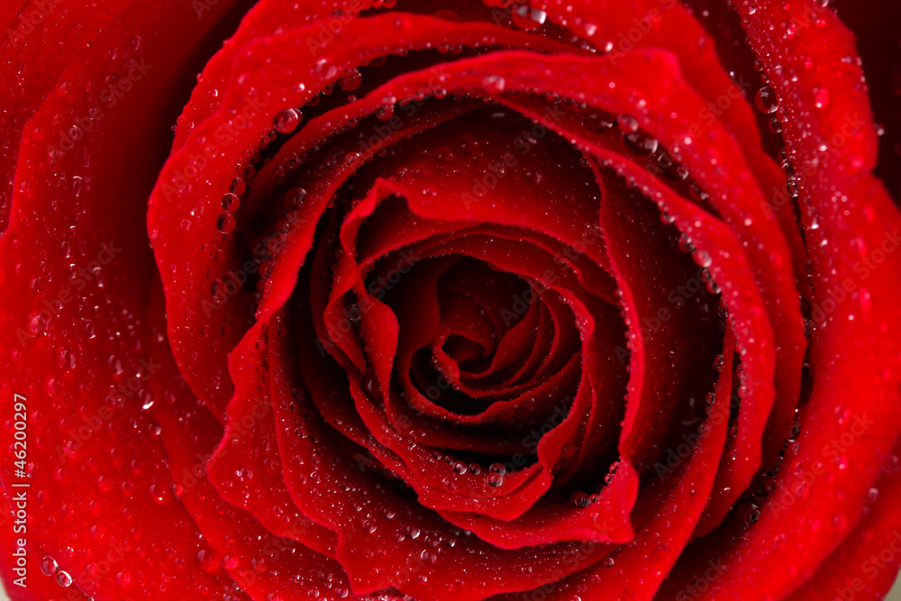 Beautiful red rose close up Beautiful red rose close up