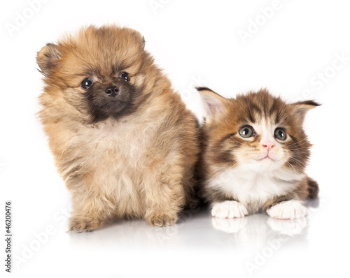 Fototapeta Naklejka Na Ścianę i Meble -  Spitz puppy and kitten breeds Maine Coon, Cat and dog