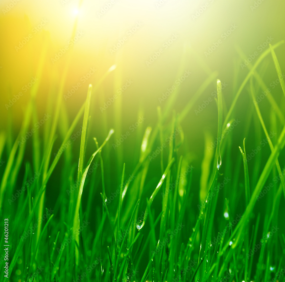 Fototapeta premium soft green grass background