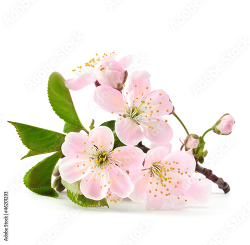 Carta da parati il sakura - Carta da parati cherry twig in bloom isolated