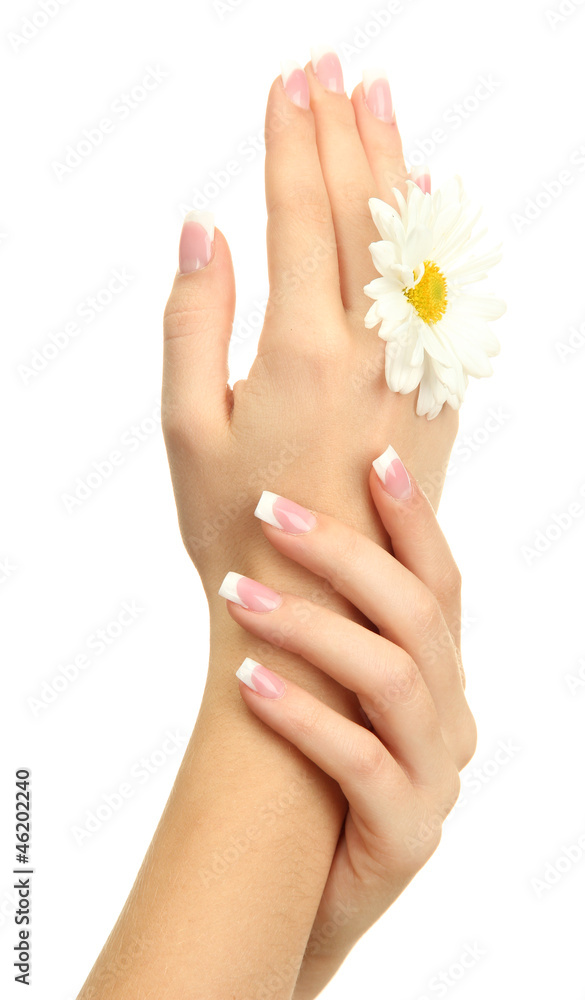 Beautiful woman hands with camomile, isolated on white Beautiful woman hands with camomile, isolated on white