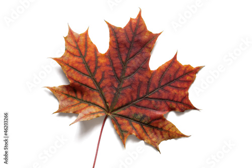 Autumn dry maple leaf on a ...