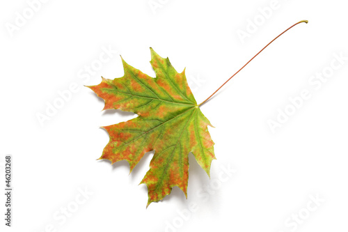 Autumn dry maple leaf on a ...