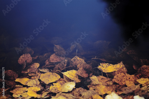dark water and drowning yel...