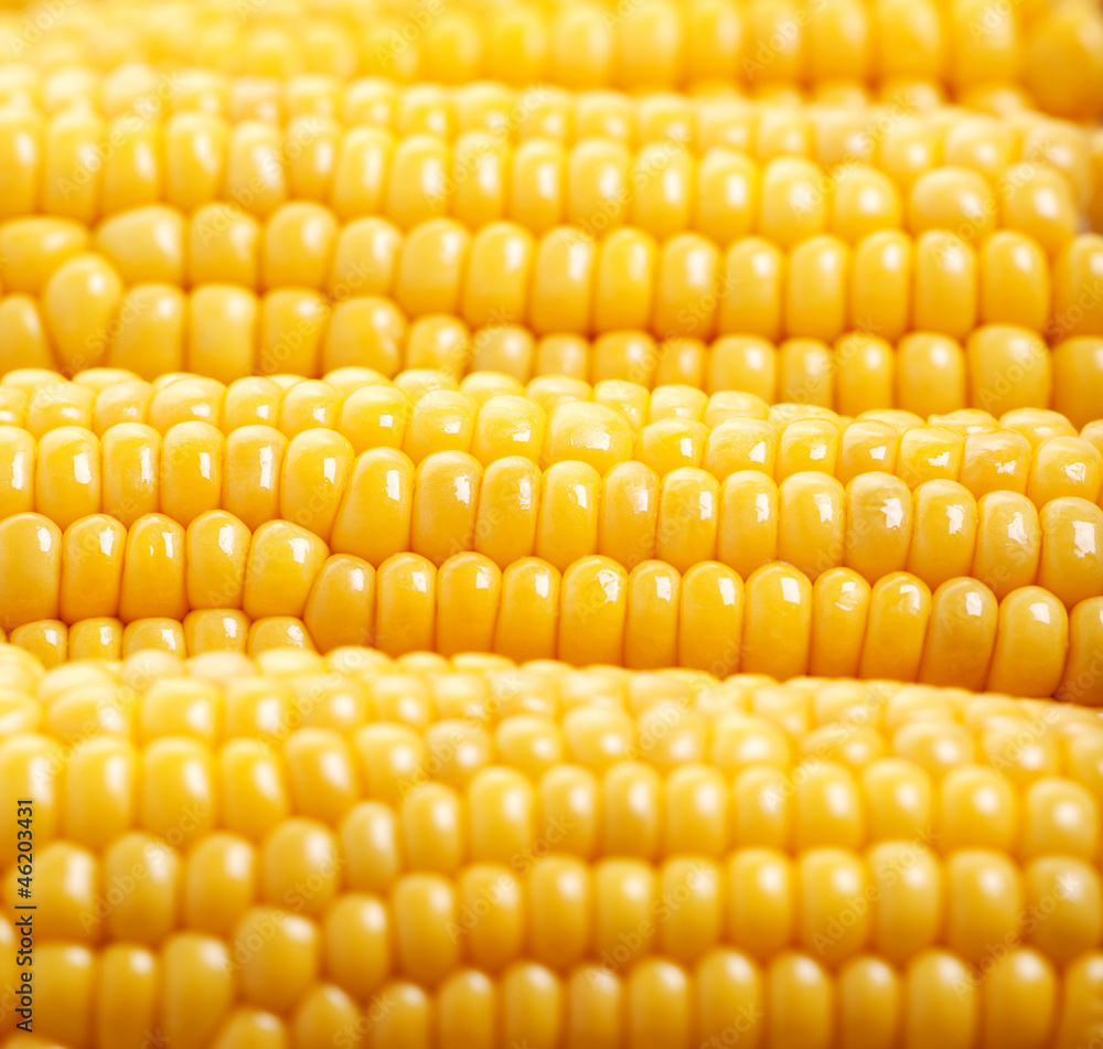 Yellow corn background Yellow corn background
