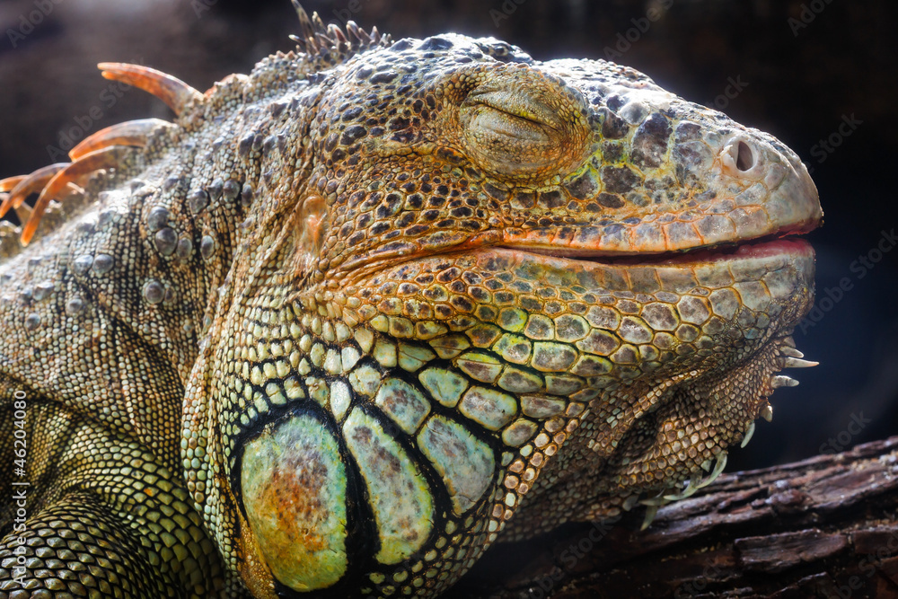Fototapeta premium Closeup an iguana face