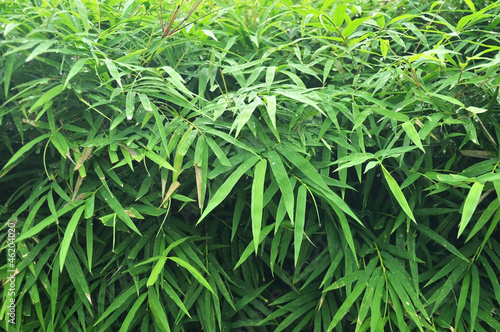 Bamboo after raining