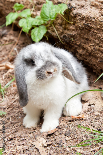 Young rabbit