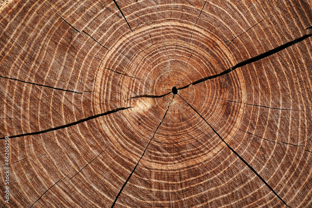 Fototapeta premium Cut timber with growth rings