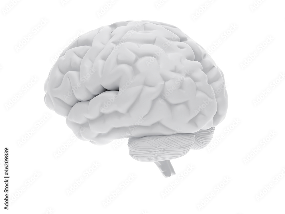 3d human brain 3d human brain